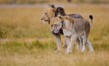 Akagera-National-Park-8