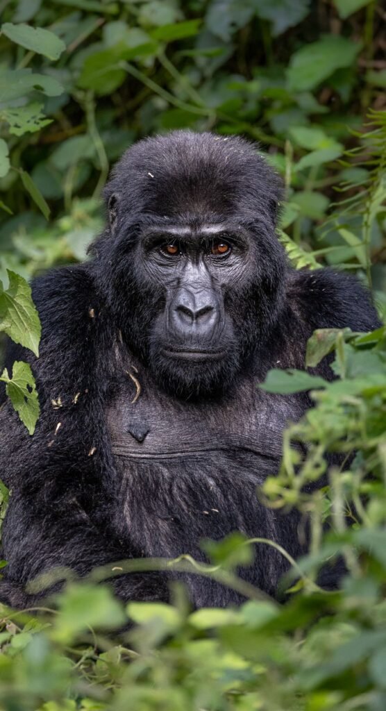 Uganda Rwanda Gorilla Tours